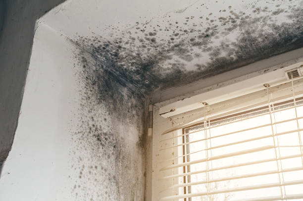 Affordable Mold Cleanup solutions in Shade Gap, PA