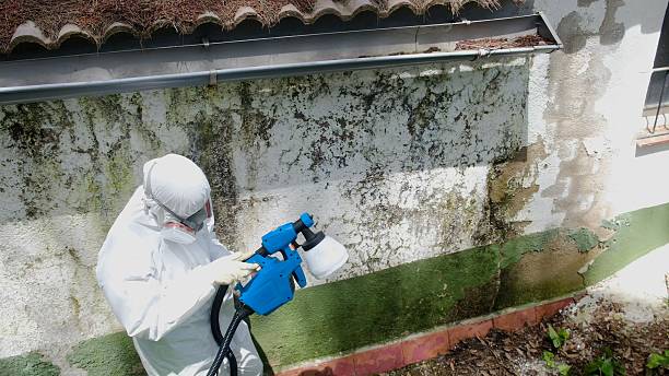 Top rated local Mold Cleanup specialists in Shade Gap, PA